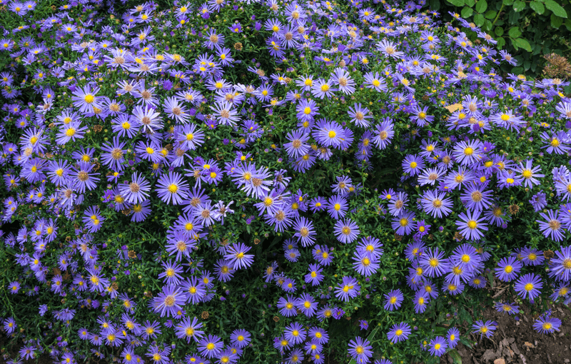 Fall aster can spread, but not on a fixed schedule Fall aster can spread, but not on a fixed schedule