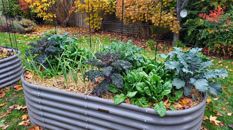Fall beds in Texas and Florida may still be growing Fall beds in Texas and Florida may still be growing