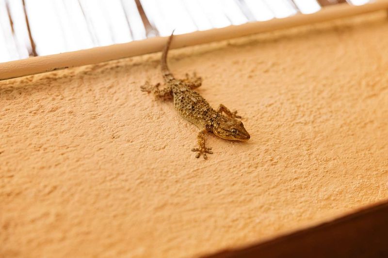 Fall can bring geckos indoors, but it does not explain the light gathering Fall can bring geckos indoors, but it does not explain the light gathering