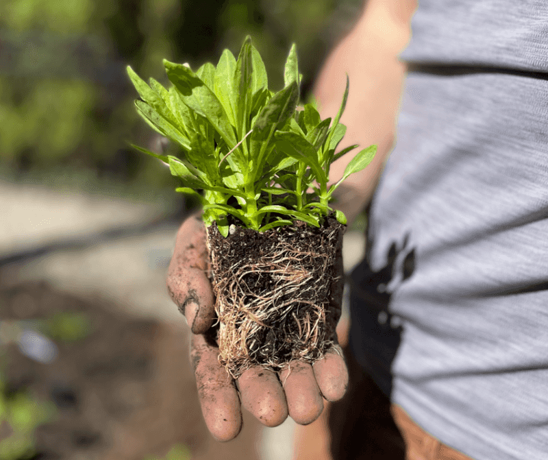 Fall can give roots a head start, not a guarantee