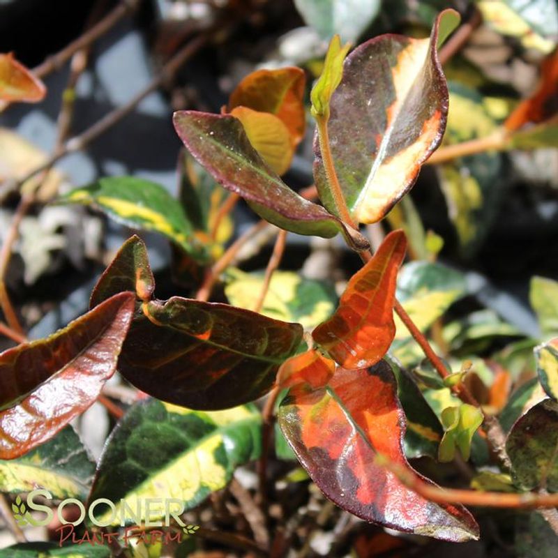 Fall can help plants establish, but it is not a spring deadline Fall can help plants establish, but it is not a spring deadline