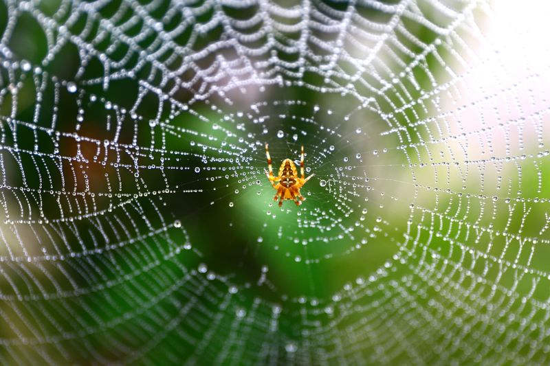 Fall can make orb-weaver webs hard to miss Fall can make orb-weaver webs hard to miss