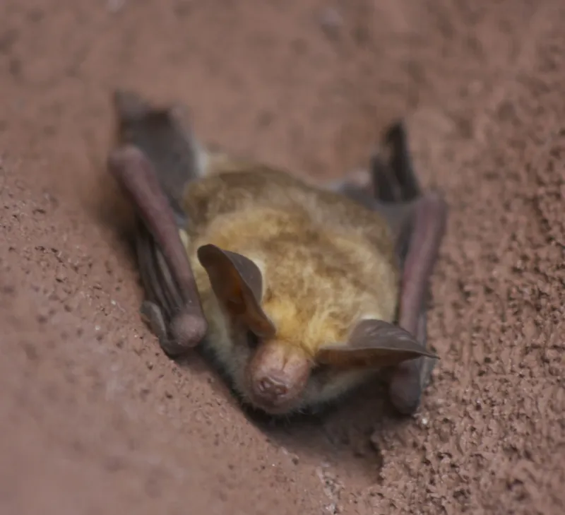 Fall can make pallid bats less visible