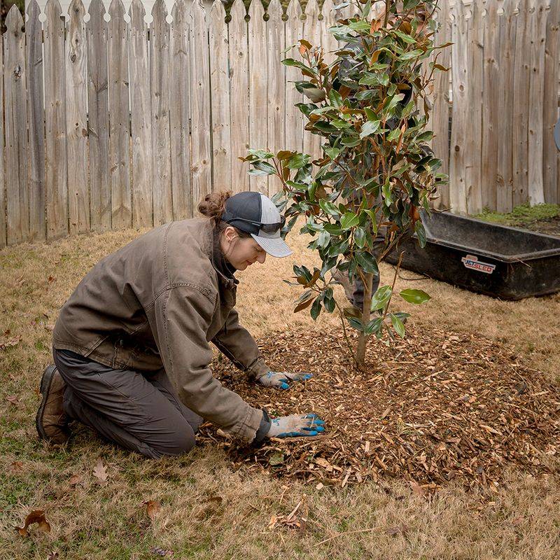 Fall can work, but NC State recommends waiting until drought subsides