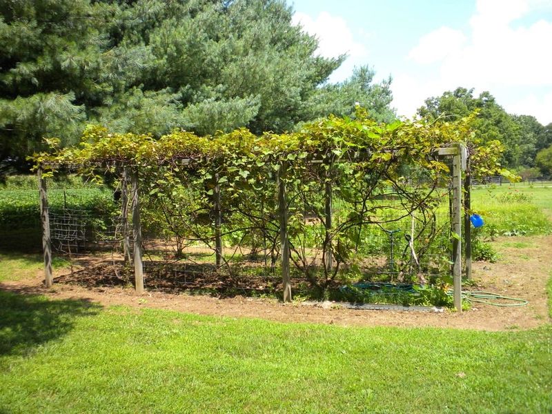 Fall care prepares the vine; it does not decide the harvest
