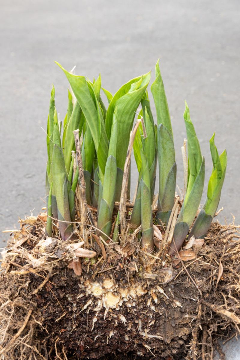 Fall cleanup cannot promise a fuller clump Fall cleanup cannot promise a fuller clump