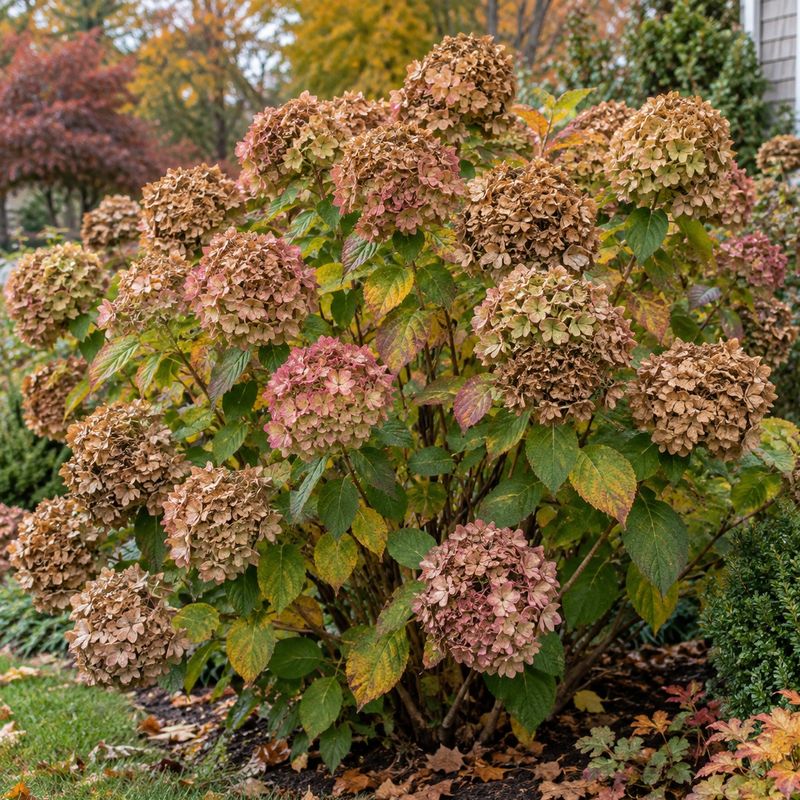 Fall cuts can remove buds already set on old-wood stems