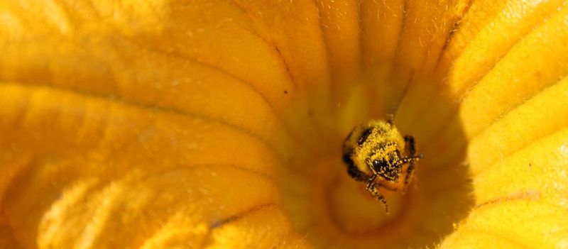Fall days affect flowering, but do not prove bees are scarce Fall days affect flowering, but do not prove bees are scarce