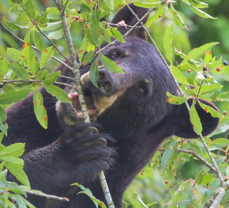 Fall feeding sends bears in search of calories
