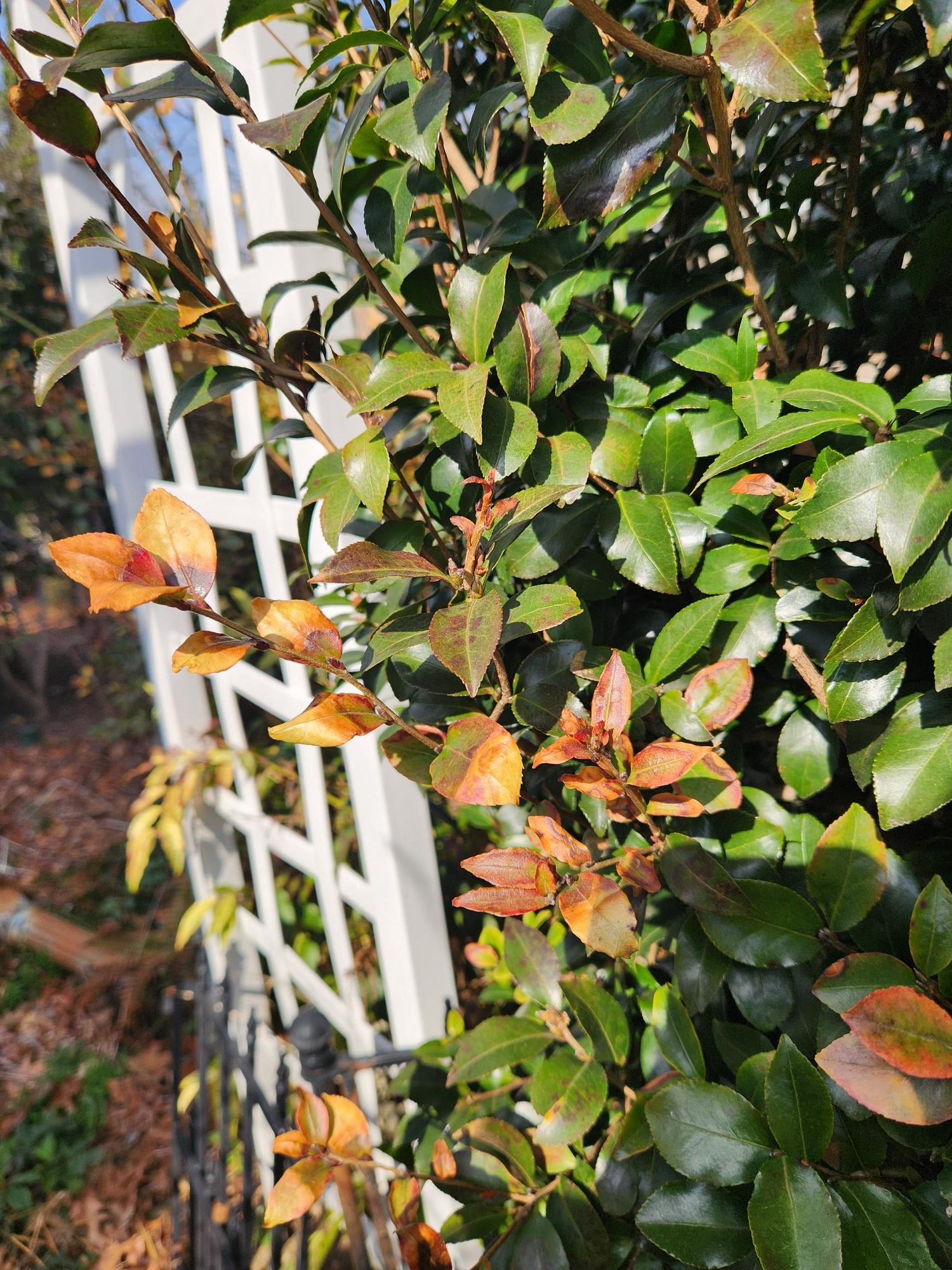 Fall fertilizer cannot guarantee more flowers Fall fertilizer cannot guarantee more flowers