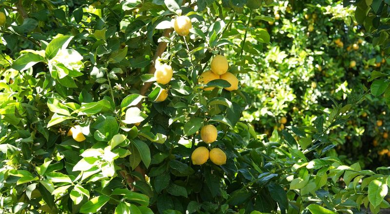 Fall fertilizer timing depends on where you garden