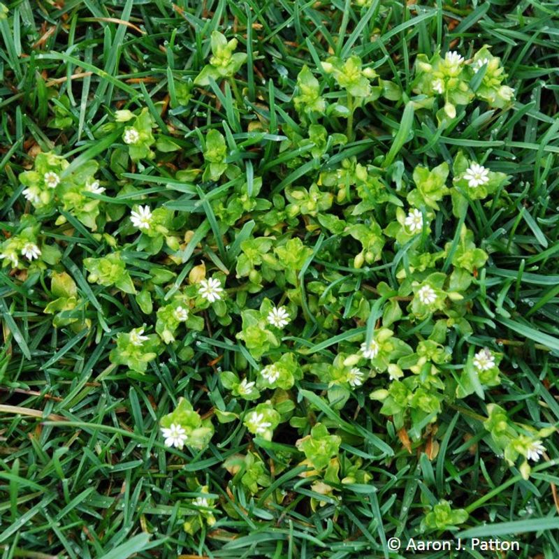 Fall germination can lead to chickweed that shows up later