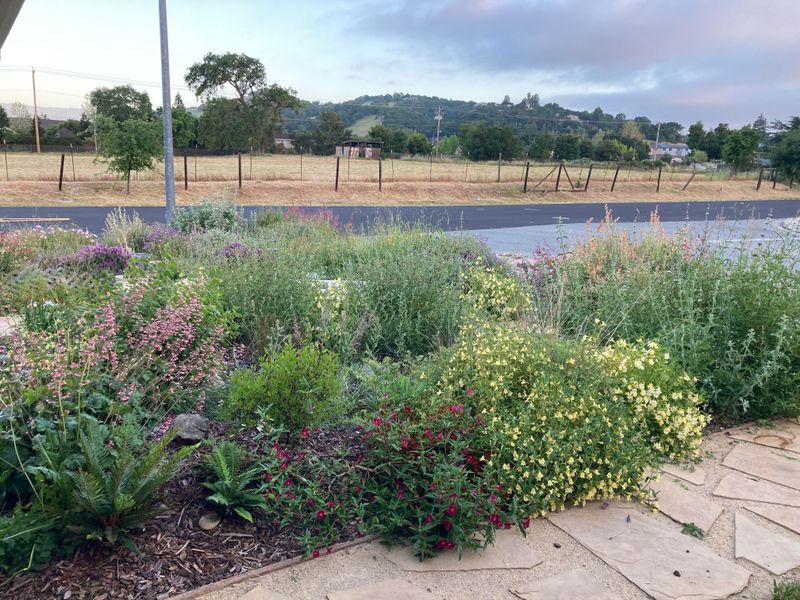 Fall gives native plants time to establish before summer Fall gives native plants time to establish before summer