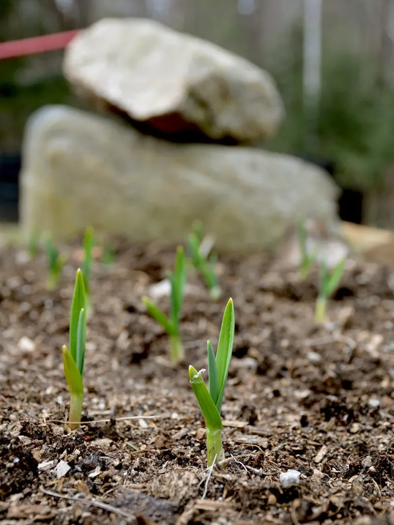 Fall growth helps garlic prepare for next season