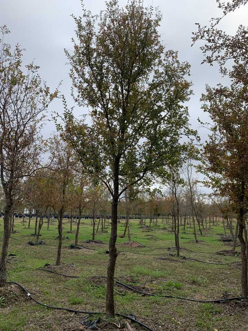 Fall is a planting window, not a deadline