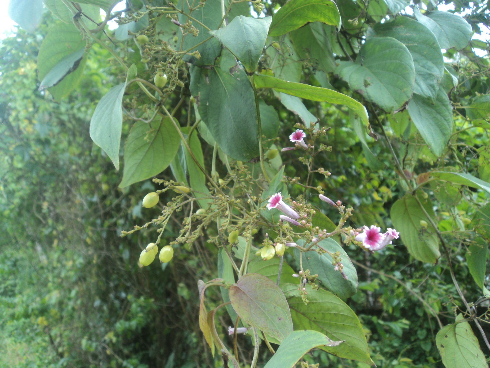 Fall is a useful inspection window, not a guaranteed bloom date