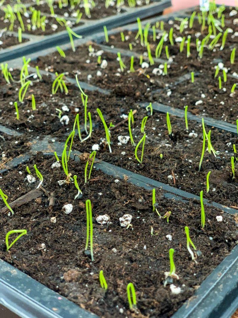 Fall is for onion seed, not Central Texas transplants Fall is for onion seed, not Central Texas transplants