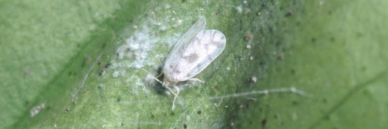 Fall is not a proven giant-whitefly deadline