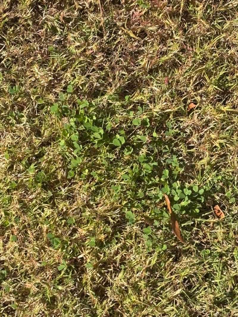 Fall is not a universal clover-control window