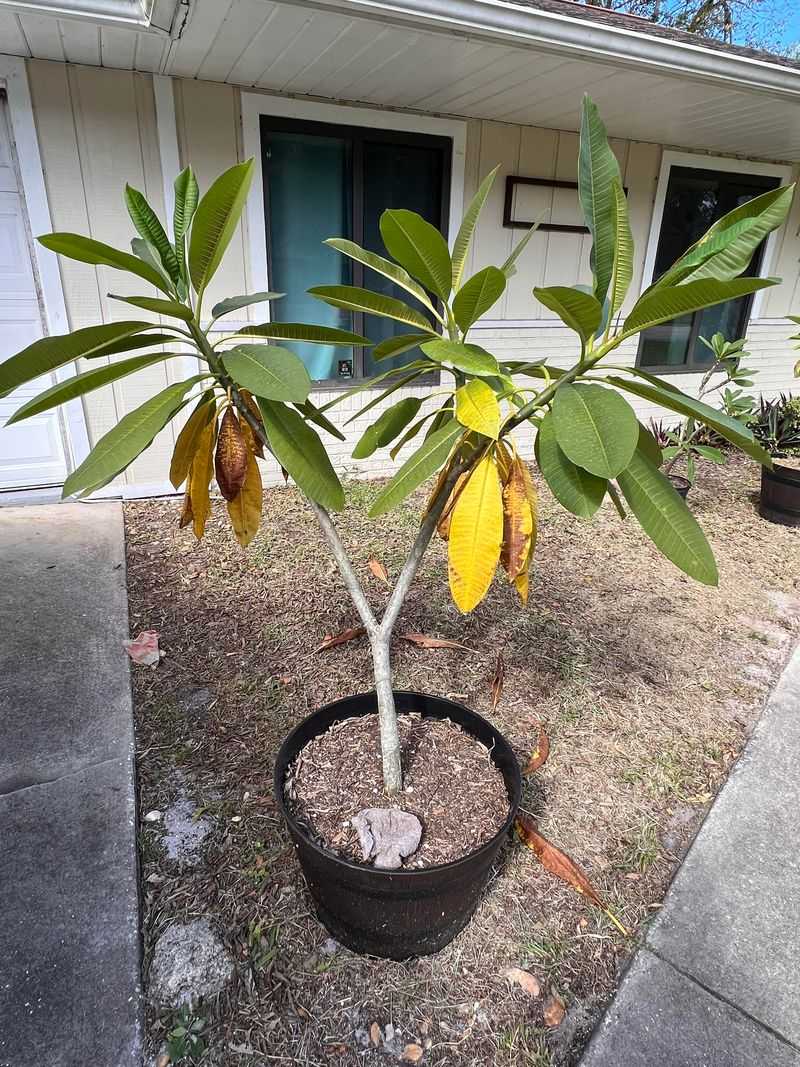 Fall leaf cleanup helps manage rust—not guarantee blooms