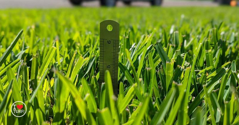 Fall mowing height depends on the grass, not the season