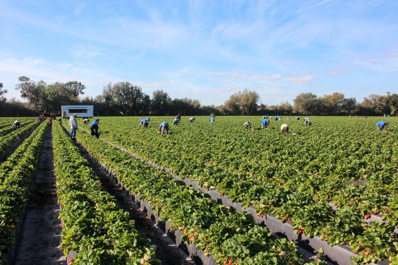 Fall planting can bring fruit during Florida’s cooler months