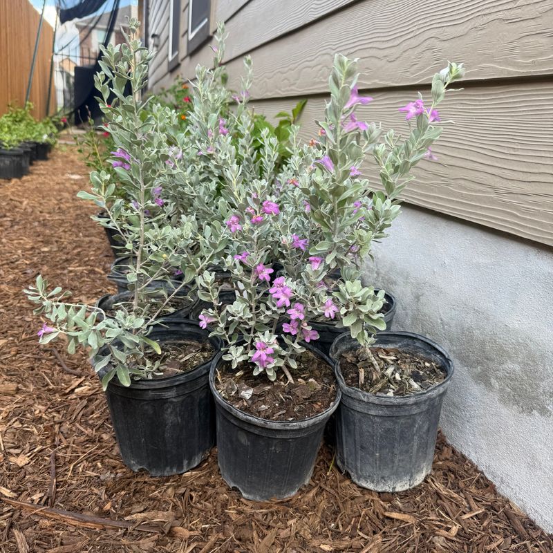 Fall planting can give cenizo time to establish Fall planting can give cenizo time to establish