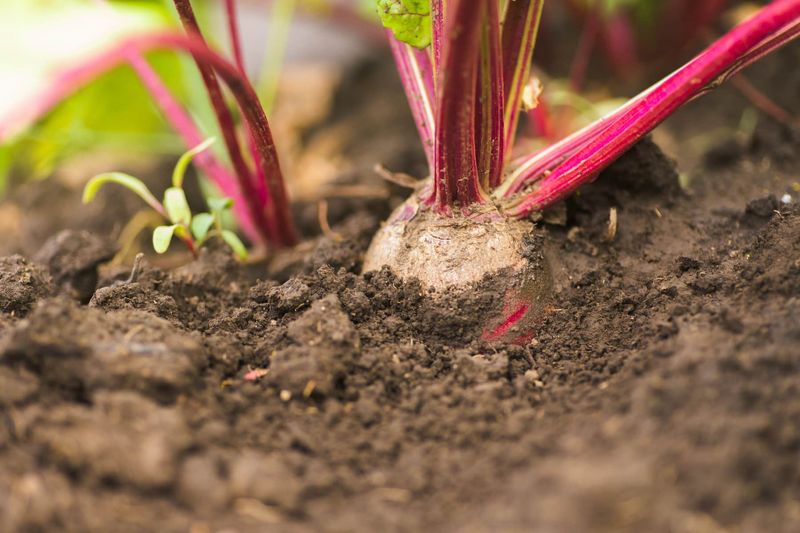 Fall planting dates vary across Florida and Texas