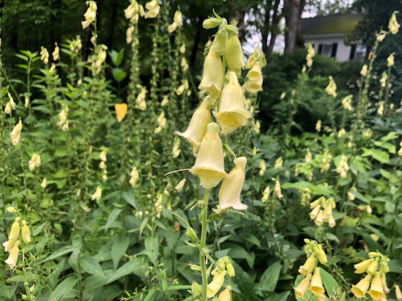 Fall planting depends on where you garden