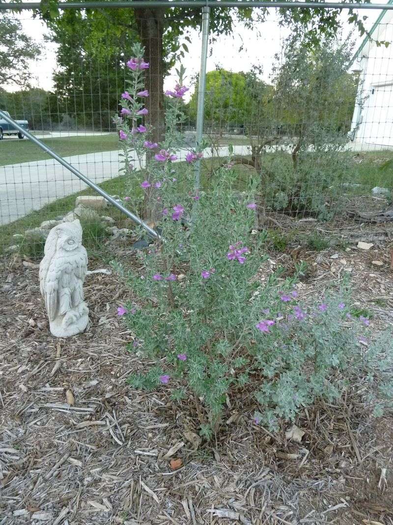 Fall planting does not guarantee an established shrub by summer