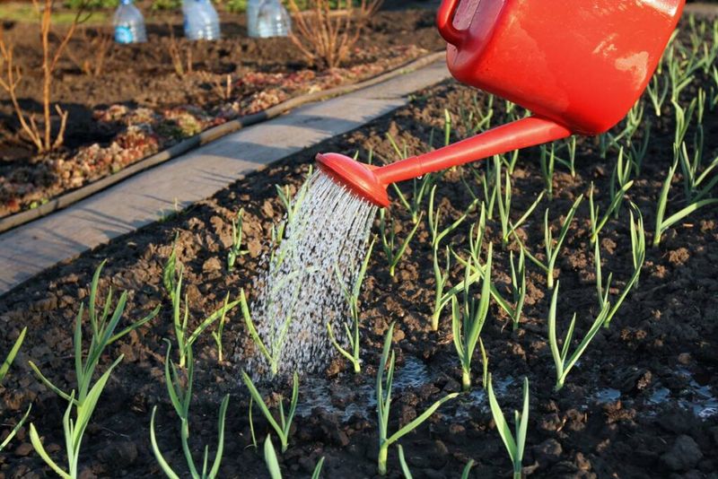 Fall planting gives garlic time to grow before bulbing