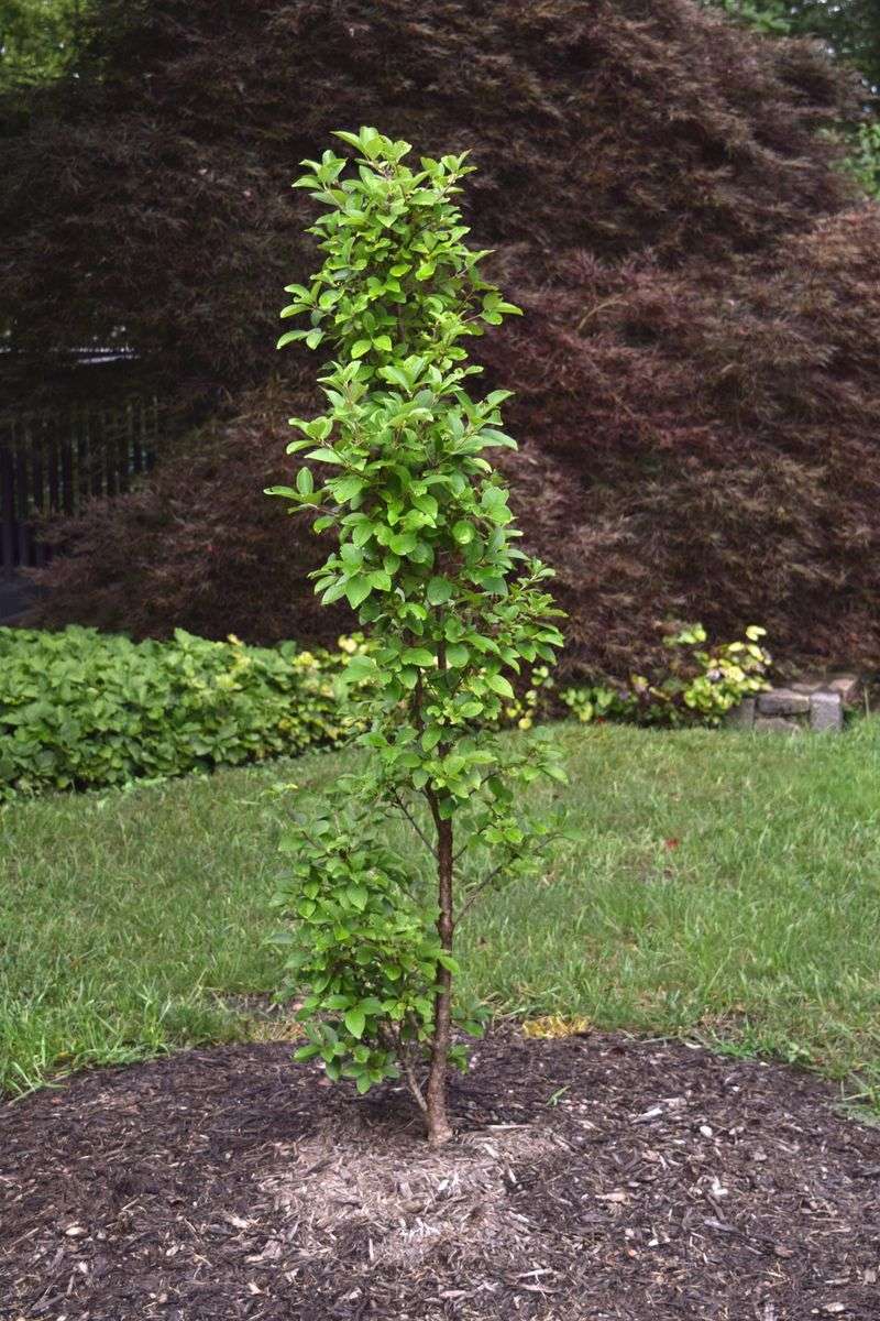 Fall planting starts roots, not instant coverage