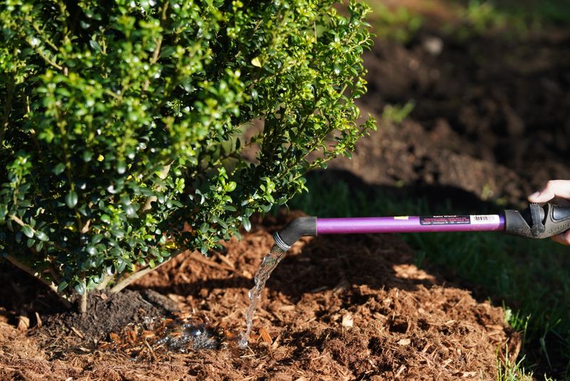Fall planting works only if the root ball gets water