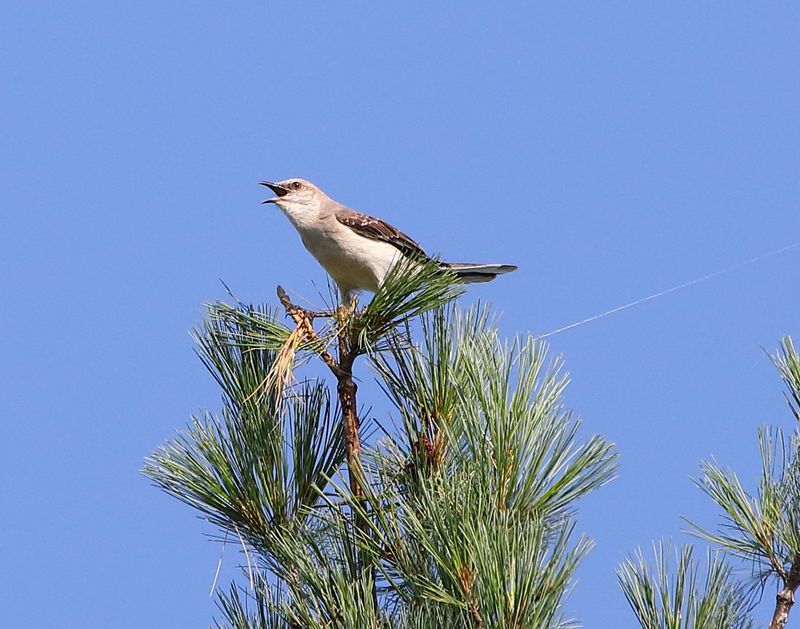 Fall singing can mark a winter feeding territory