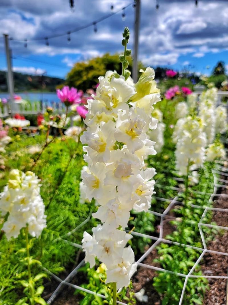 Fall suits snapdragons, but timing depends on where you garden