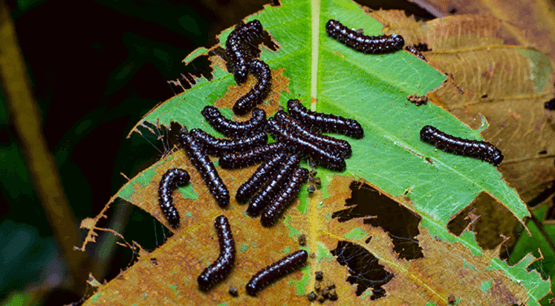Fall timing calls for caution, not a species guess