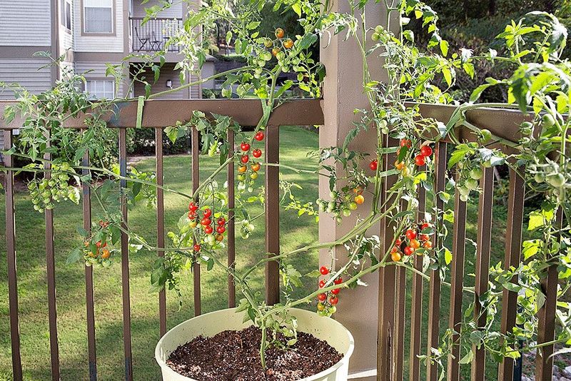 Fall tomato timing varies across the South Fall tomato timing varies across the South
