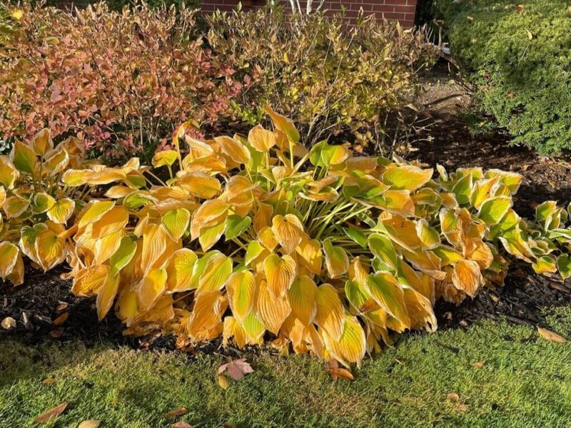 Fall yellowing often marks the hosta’s seasonal decline