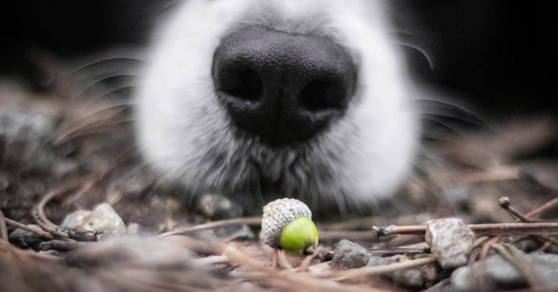Fallen acorns also deserve a pet-safety check Fallen acorns also deserve a pet-safety check