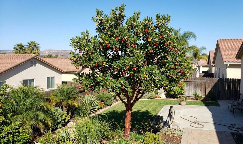 Fallen fruit can be messy, while wildlife also uses the plant
