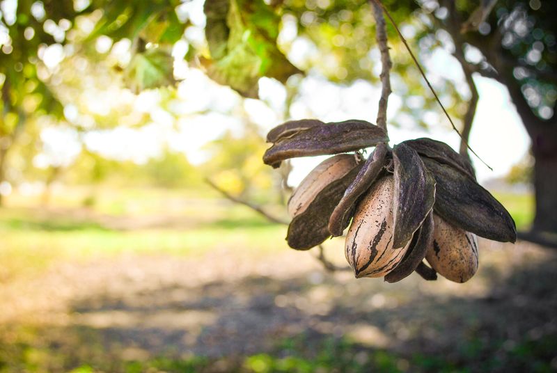 Fallen pecans become more relevant as the season advances