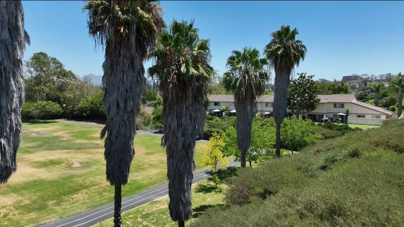 Fan Palms and Mexican Fan Palm