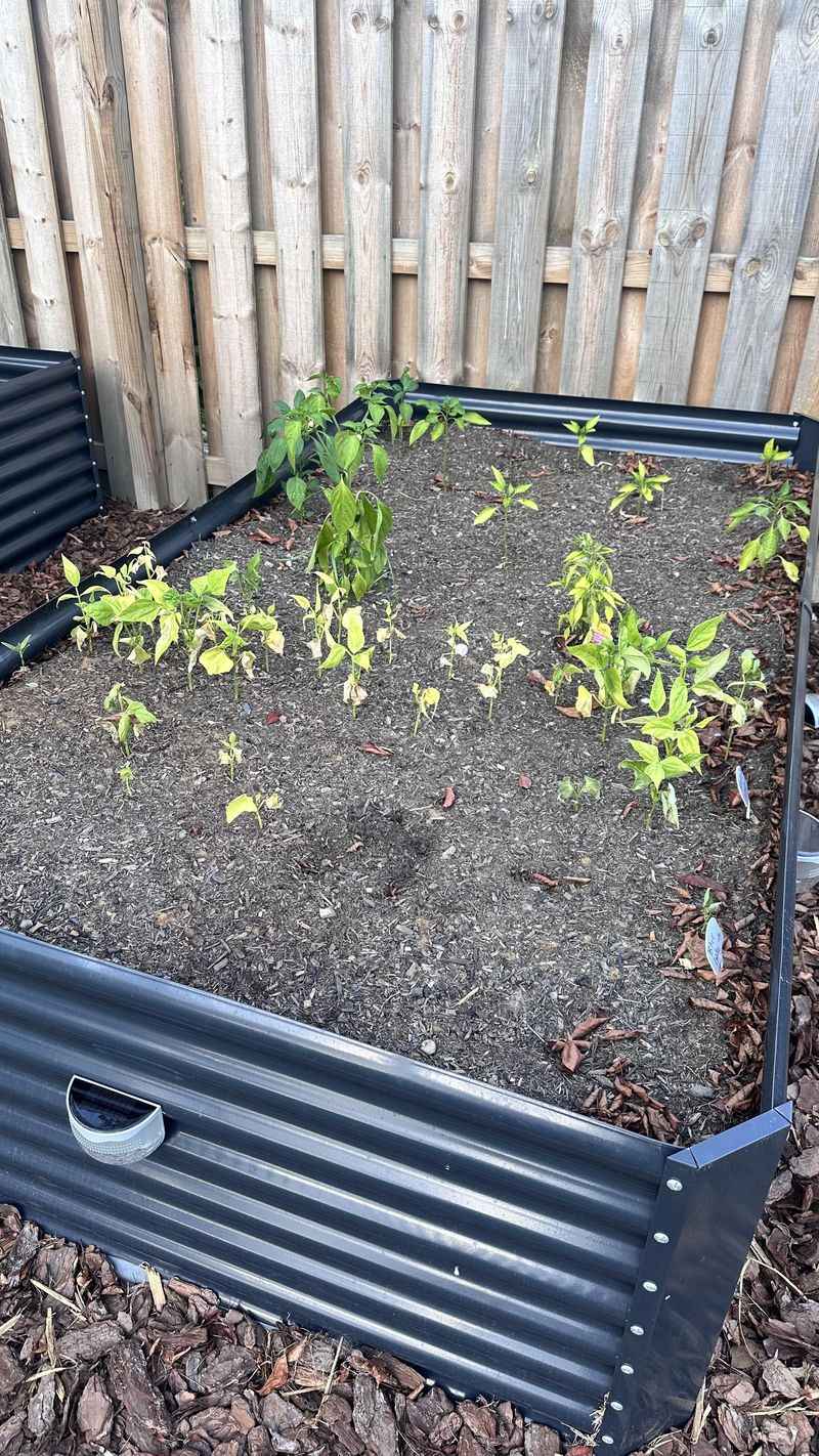 Fast-drying soil does not mean the bed is spent Fast-drying soil does not mean the bed is spent