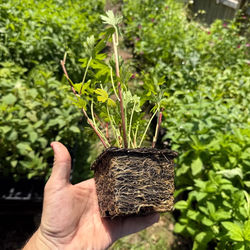 Favor seed or small starts over moving mature plants