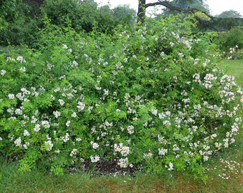 Feathery stipules help identify multiflora rose Feathery stipules help identify multiflora rose