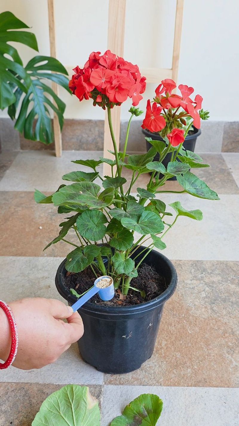 Feed for the plant’s needs, not a promise of bigger blooms Feed for the plant’s needs, not a promise of bigger blooms