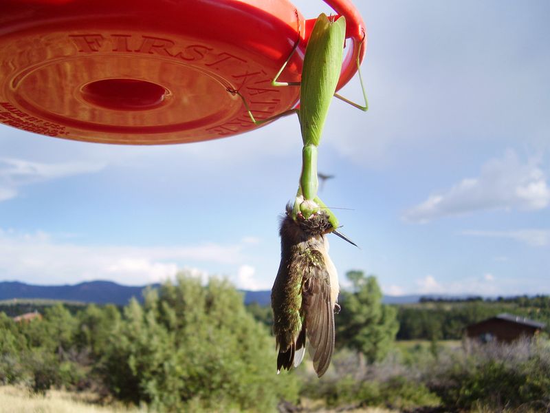 Feeders are not the only ambush sites Feeders are not the only ambush sites