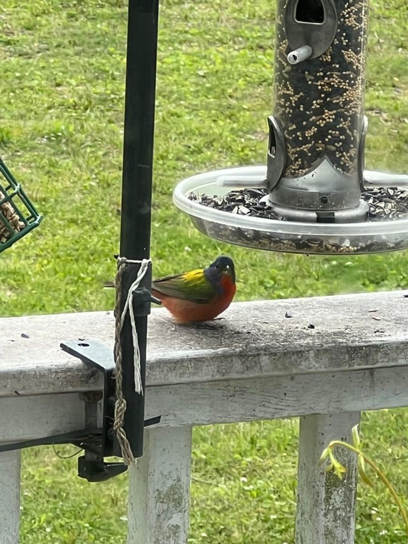 Feeders are optional, and cover comes first