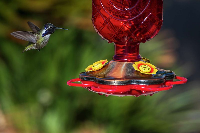 Feeders can stay up through migration