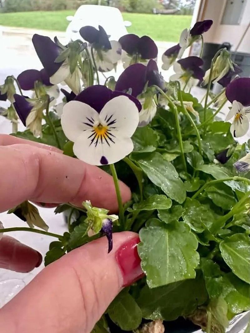 Feeding and Deadheading